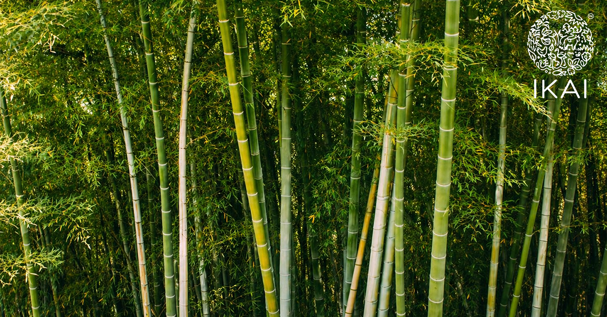 Spare Tree Bamboo: Spare the wood for the trees – IKAI ORGANIC