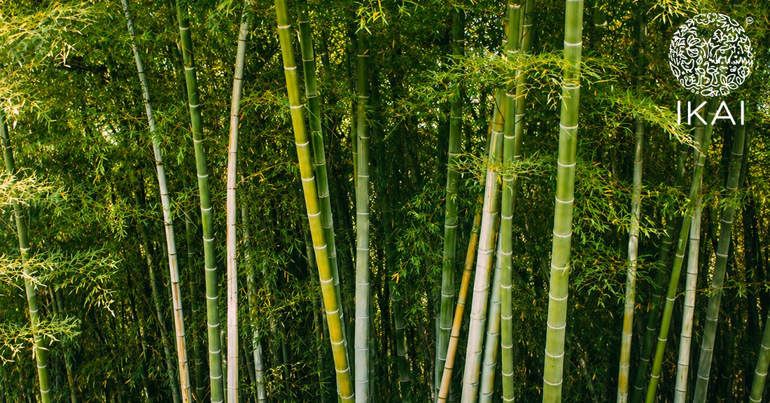 Bamboo: Spare the wood for the trees