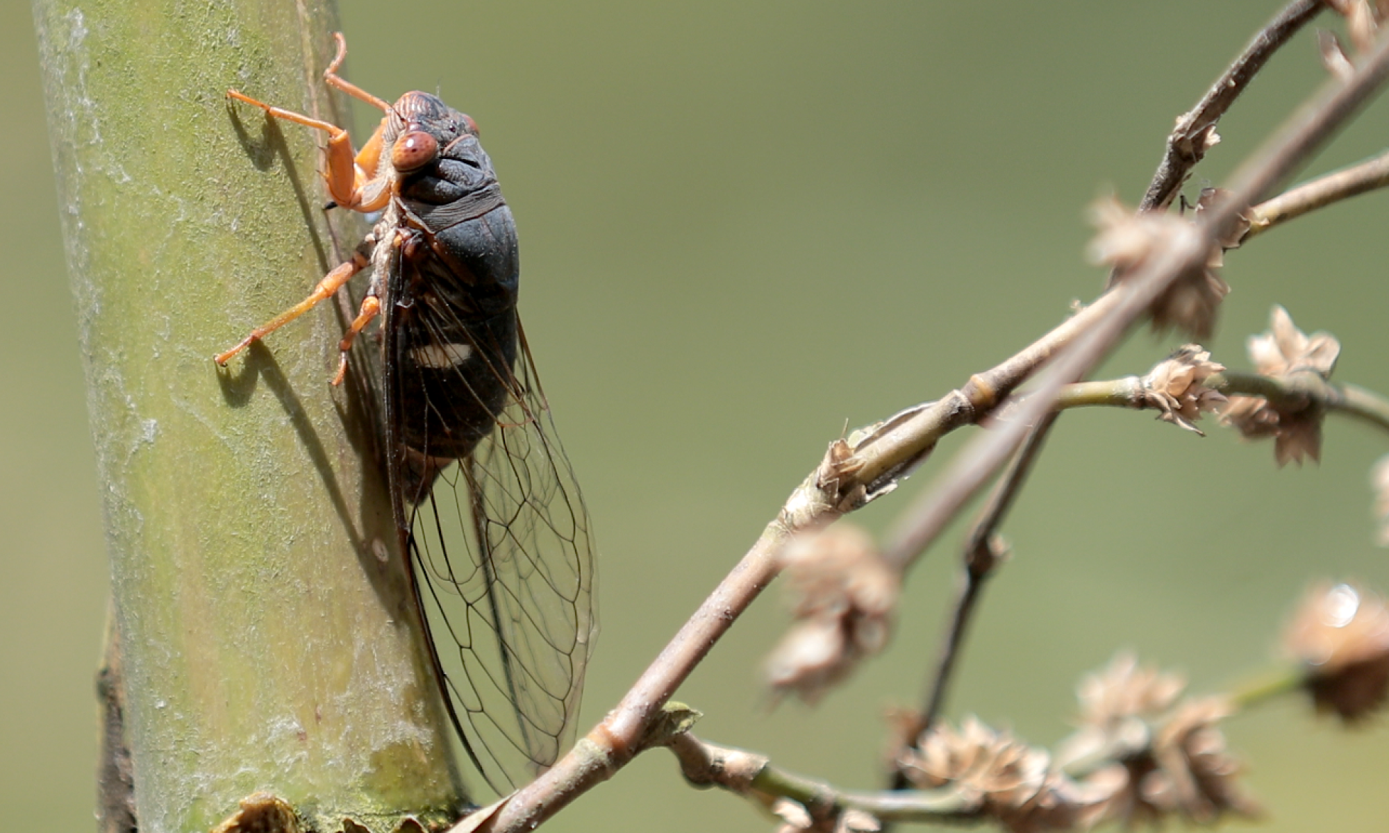 Niangtaser: An insect, a festival, a story, a film!